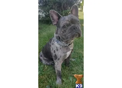 a french bulldog dog standing in grass